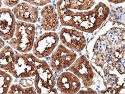 PEPD Mouse anti-Human, Clone: OTI1B7, lyophilized, TrueMAB 100 &mu;g; Unconjugated:Antibodies,