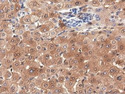 PEPD Mouse anti-Human, Clone: OTI1B7, lyophilized, TrueMAB 100 &mu;g; Unconjugated:Antibodies,