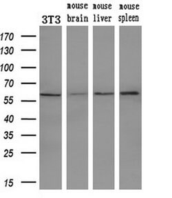 PEPD Mouse anti-Human, Clone: OTI1B7, lyophilized, TrueMAB 100 &mu;g; Unconjugated:Antibodies,