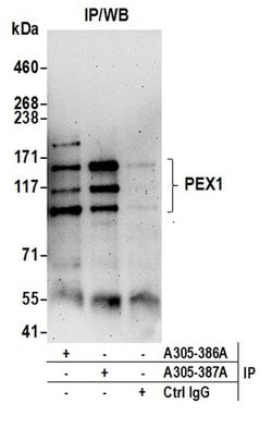 PEX1 Rabbit anti-Human, Polyclonal, Bethyl Laboratories 100 &mu;L; Unconjugated:Antibodies,
