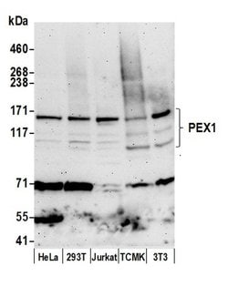 PEX1 Polyclonal Antibody, Bethyl Laboratories 20 &mu;L; Unconjugated:Antibodies,