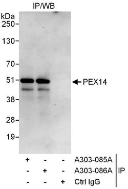 PEX14 Rabbit anti-Human, Polyclonal, Bethyl Laboratories 10 &mu;L | Buy Online | Bethyl Laboratories, Inc | Fisher Scientific