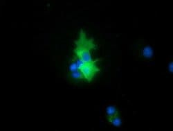 PEX5 Mouse anti-Human, Clone: OTI6G8, lyophilized, TrueMAB 100 &mu;g; Unconjugated:Antibodies,