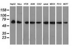 PEX5 Mouse anti-Canine, Human, Rat, Clone: OTI6E9, lyophilized, TrueMAB