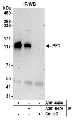 PF1 Rabbit anti-Human, Mouse, Polyclonal, Bethyl Laboratories 100 &mu;L;