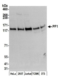 PF1 Rabbit anti-Human, Mouse, Polyclonal, Bethyl Laboratories 100 &mu;L;