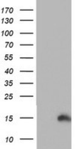 PFDN6 Mouse anti-Human, Clone: OTI4E10, lyophilized, TrueMAB 100 &mu;g;