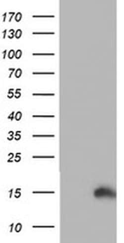 PFDN6 Monoclonal Antibody (OTI4E10), TrueMAB , OriGene 30 &mu;L; Unconjugated:Antibodies,