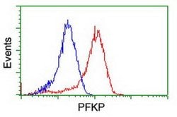 PFKP Monoclonal Antibody (OTI2E8), TrueMAB , OriGene 30 &mu;L; Unconjugated:Antibodies,