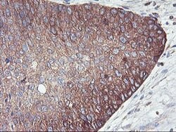 PFKP Mouse anti-Human, Mouse, Rat, Clone: OTI1D6, liquid, TrueMAB 100 &mu;L;