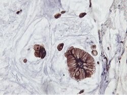 PFKP Mouse anti-Human, Clone: OTI5F7, lyophilized, TrueMAB 100 &mu;g; Unconjugated:Antibodies,