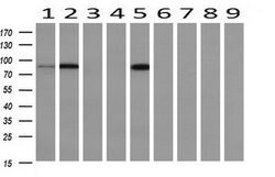 PFKP Mouse anti-Human, Mouse, Rat, Clone: OTI1D6, liquid, TrueMAB 100 &mu;L;