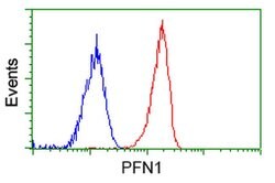 PFN1 Mouse anti-Canine, Human, Non-human primate, Rat, Clone: OTI1D5, liquid,
