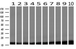 PFN1 Mouse anti-Canine, Human, Non-human primate, Rat, Clone: OTI1D5, liquid,