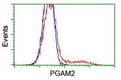 PGAM2 Monoclonal Antibody (OTI4E9), TrueMAB , OriGene 30 &mu;L; Unconjugated:Antibodies,