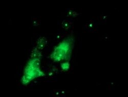 PGAM2 Mouse anti-Human, Clone: OTI1E12, lyophilized, TrueMAB 100 &mu;g;