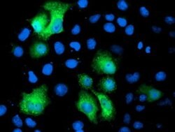 PGAM2 Monoclonal Antibody (OTI4E9), TrueMAB , OriGene 30 &mu;L; Unconjugated:Antibodies,