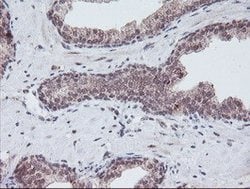 PGAM2 Mouse anti-Human, Clone: OTI1C1, lyophilized, TrueMAB 100 &mu;g;