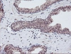 PGAM2 Monoclonal Antibody (OTI1C1), TrueMAB , OriGene 100 &mu;L; Unconjugated:Antibodies,