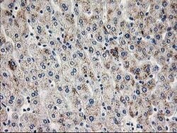 PGAM2 Monoclonal Antibody (OTI4E9), TrueMAB , OriGene 30 &mu;L; Unconjugated:Antibodies,