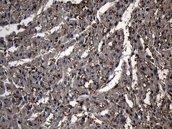 PGAM4 Mouse anti-Human, Clone: OTI2A12, lyophilized, TrueMAB 100 &mu;g;