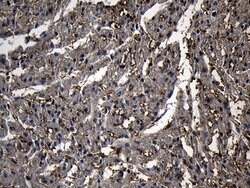 PGAM4 Monoclonal Antibody (OTI2A12), TrueMAB , OriGene 100 &mu;L; Unconjugated:Antibodies,