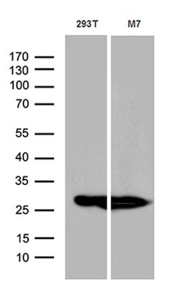 PGAM4 Mouse anti-Human, Clone: OTI1A1, lyophilized, TrueMAB 100 &mu;g;