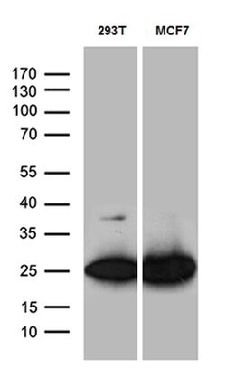 PGAM4 Mouse anti-Human, Clone: OTI1H7, lyophilized, TrueMAB 100 &mu;g;