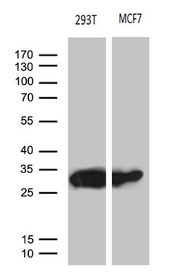 PGAM4 Mouse anti-Human, Clone: OTI3F9, lyophilized, TrueMAB 100 &mu;g;