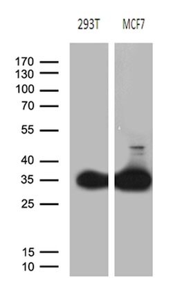 PGAM4 Mouse anti-Human, Clone: OTI2A12, lyophilized, TrueMAB 100 &mu;g;