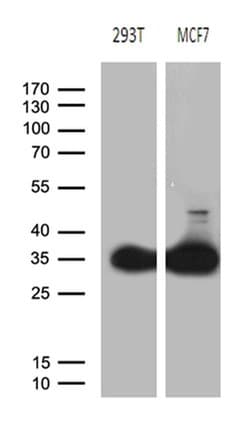 PGAM4 Monoclonal Antibody (OTI2A12), TrueMAB , OriGene:Antibodies:Primary