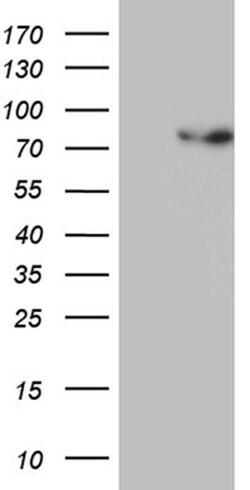 PGBD3 Monoclonal Antibody (OTI4G9), TrueMAB , OriGene:Antibodies:Primary