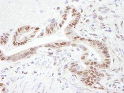 PGC-1 IHC, Polyclonal, Bethyl Laboratories 100 &mu;L; Unconjugated:Antibodies,
