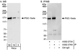 PGC-1beta Rabbit anti-Human, Polyclonal, Bethyl Laboratories 100 &mu;L;