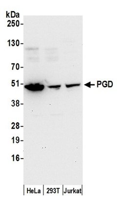 PGD Polyclonal Antibody, Bethyl Laboratories:Antibodies:Primary Antibodies