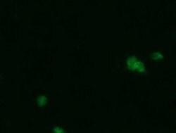PGD Mouse anti-Human, Clone: OTI2A5, liquid, TrueMAB 100 &mu;L; Unconjugated:Antibodies,