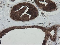 PGD Mouse anti-Human, Clone: OTI2A5, liquid, TrueMAB 100 &mu;L; Unconjugated:Antibodies,
