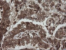 PGD Mouse anti-Human, Clone: OTI2A5, liquid, TrueMAB 100 &mu;L; Unconjugated:Antibodies,