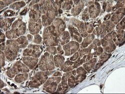 PGD Mouse anti-Human, Clone: OTI2A5, liquid, TrueMAB 100 &mu;L; Unconjugated:Antibodies,