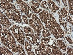 PGD Mouse anti-Human, Clone: OTI2A5, liquid, TrueMAB 100 &mu;L; Unconjugated:Antibodies,