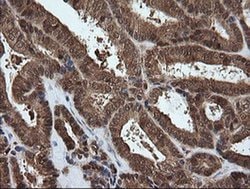PGD Mouse anti-Human, Clone: OTI2A5, liquid, TrueMAB 100 &mu;L; Unconjugated:Antibodies,