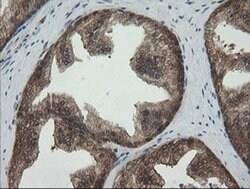 PGD Mouse anti-Human, Clone: OTI2A5, liquid, TrueMAB 100 &mu;L; Unconjugated:Antibodies,