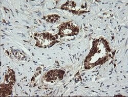 PGD Mouse anti-Human, Clone: OTI2A5, liquid, TrueMAB 100 &mu;L; Unconjugated:Antibodies,