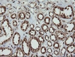 PGD Mouse anti-Human, Clone: OTI2A5, liquid, TrueMAB 100 &mu;L; Unconjugated:Antibodies,