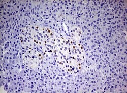 PGR Mouse anti-Human, Clone: OTI4B3, lyophilized, TrueMAB 100 &mu;g; Unconjugated:Antibodies,