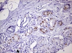 PGR Monoclonal Antibody (OTI5C12), TrueMAB , OriGene 100 &mu;L; Unconjugated:Antibodies,