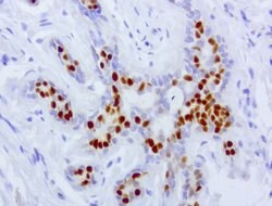 PGR Mouse anti-Human, Clone: UMAB137, liquid, UltraMAB 30 &mu;L | Buy Online | Origene Technologies | Fisher Scientific