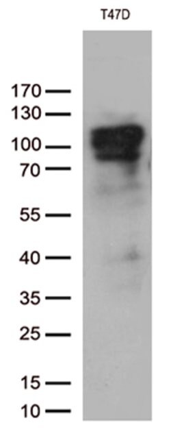 PGR Mouse anti-Human, Clone: OTI1G7, lyophilized, TrueMAB 100 &mu;g; Unconjugated:Antibodies,
