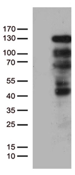 PGR Mouse anti-Human, Clone: OTI7G7, lyophilized, TrueMAB 100 &mu;g; Unconjugated:Antibodies,