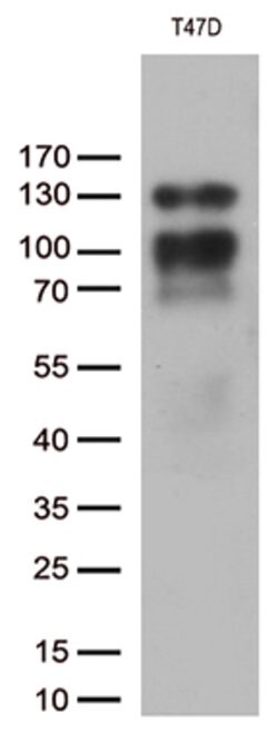 PGR Mouse anti-Human, Clone: OTI7G7, lyophilized, TrueMAB 100 &mu;g; Unconjugated:Antibodies,